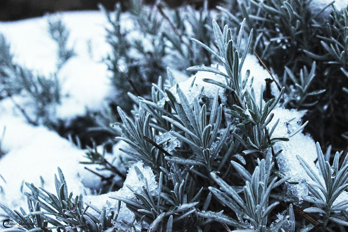 Zimski pozdrav iz Erduta

Foto: Tihana Koprtla

Kljune rijei: zimski pozdrav erdut snijeg bor